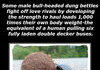 RANDOM FACTS-39