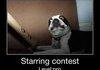 Funny starring contest
