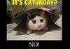 Caturday