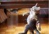 Swag Kitty