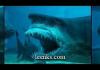 WTF shark