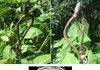 Spider Eats Snake