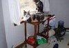 Asshole cats