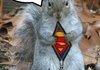 super squirrel bitches