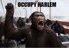 Occupy: Harlem