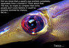 Squid Eye