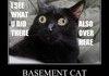 Basement cat