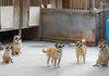 Akita Squad