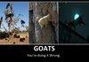 Goats