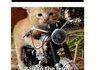 Funny Cats comp 1