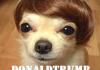 donald trump dog