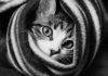 funny cat having towel