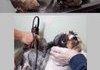 Stop Animal abondonment and Neglect!