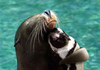 D'AAAWWW