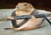 Army Chipmunk