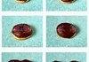 Mouthwatering Mitosis