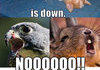 The real Starfox