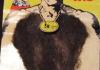 Chest Wig