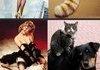 Cats imitating Art