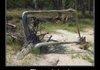 Square Root