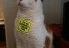 D-bag Cat