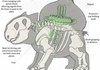 How Bulbasaur Works