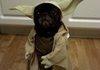 Yoda dog