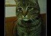 Sad cat