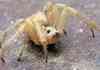 Spider Mouse