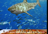 Useless as shit Vol. 2