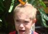 insanity butterfly
