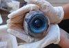Swordfish eye found on beach