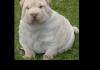 yo dawg. you're fat