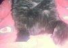 Coco the cat.