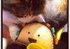 Cat Toys