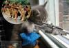 Smart Cat