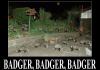 badger, badger, badger