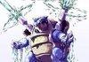 BLASTOISE