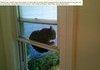 that poor cat