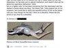 Please help to fight fish