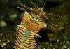 This is a Bobbit Worm
