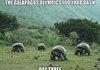 Galapolympics