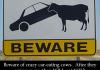 Killer Cows
