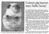 guinea pig lol
