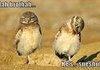 Retarded Owl