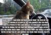 Kitty Road Rage