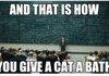 those cats