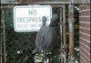 Real Life Koopa Troopa