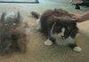 we brushed a cat out of my cat.