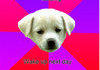 Time wasting puppy comp